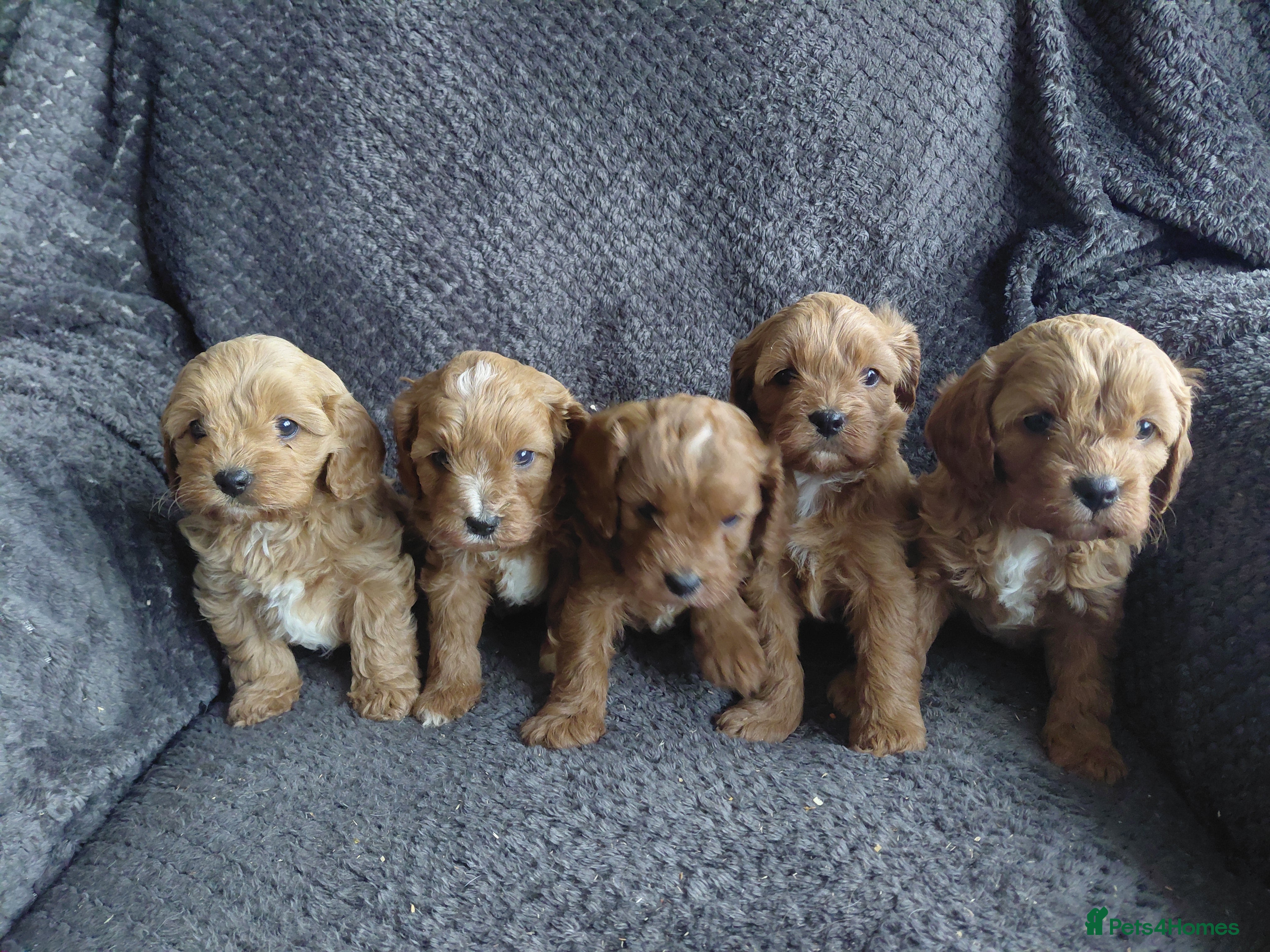 Cavapoo dogs Toy Red Cavapoos  - Advert 18