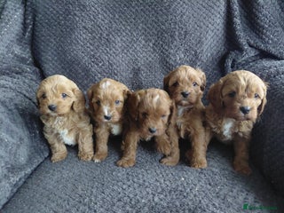 Cavapoo dogs Toy Red Cavapoos - Advert 18