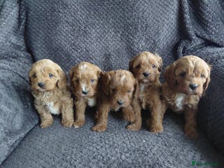 Cavapoo dogs Toy Red Cavapoos - Advert 4