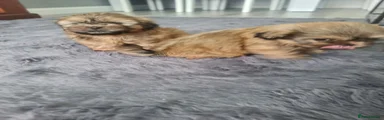 Shih Tzu 4