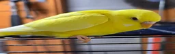 Budgerigars birds for sale: Young Budgies: Semi-tamed Lutino & Albino for sale - Advert 5