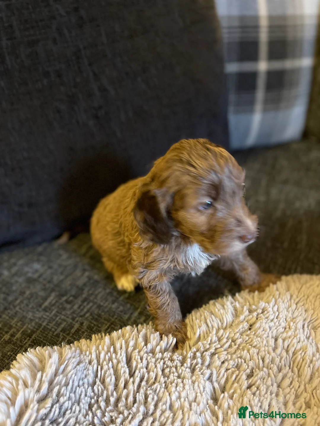 Cockapoo dogs for sale: f1 stunning toy cockerpoo  - Advert 14