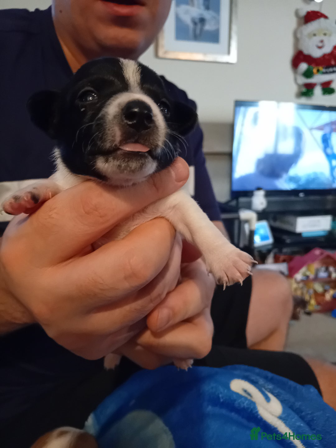 Jack Russell dogs for sale: 6 beautiful Jack russells available  - Advert 8