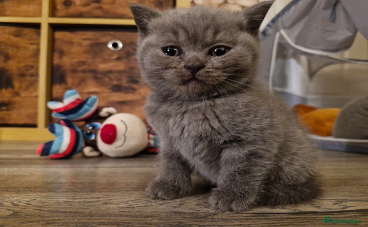 British Shorthair cats - Advert 3