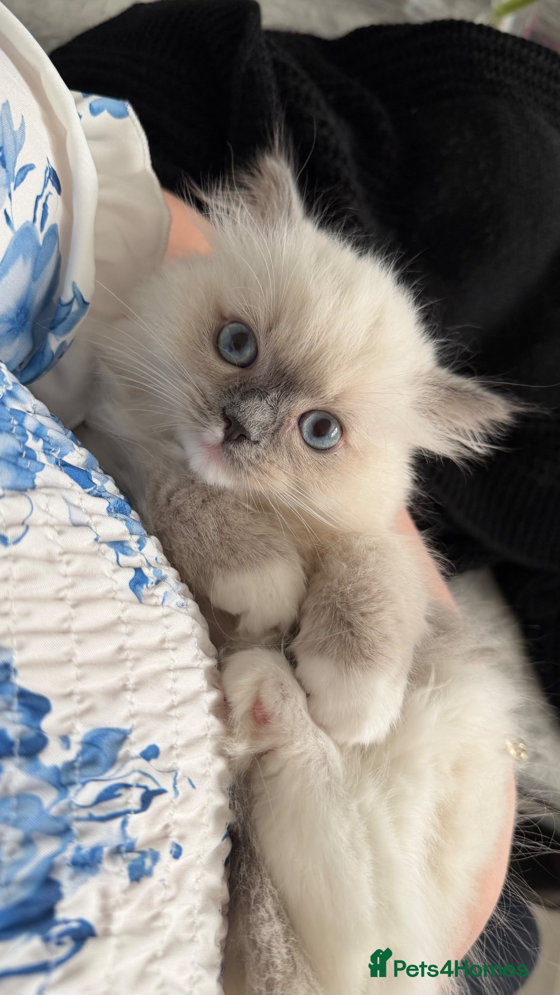 Ragdoll cats for sale: Active breeding / show / pet ragdolls - Advert 2