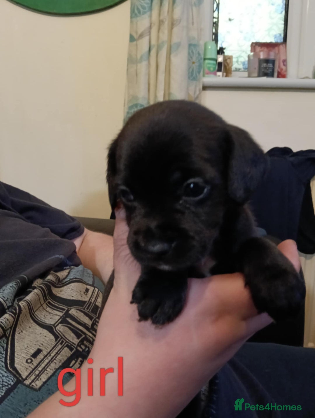 Mixed Breed dogs for sale: Frenchie x Sprocker pups - Image 7