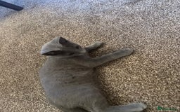 Russian Blue cats for sale: 13 weeks old Russian Blue (male) - Image 9