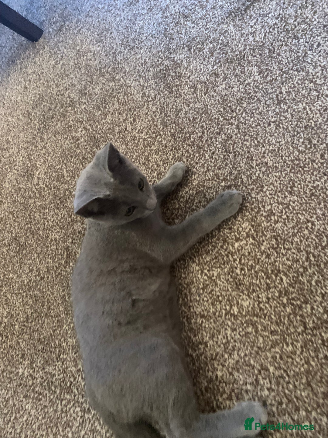 Russian Blue cats for sale: 13 weeks old Russian Blue (male) - Image 9
