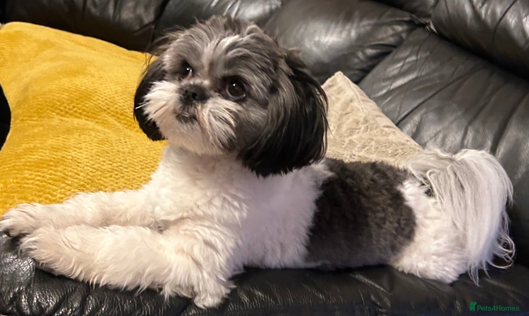 Shih Tzu dogs for sale: ♥️ Adorable Shih Tzu Puppies FoR sALe ♥️ - Image 1