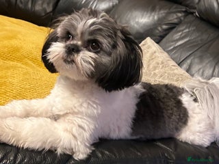 Shih Tzu dogs for sale - Advert 1