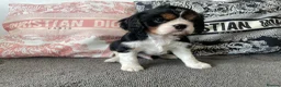 Cavalier King Charles Spaniel dogs for sale: Chocolate carrying Cavalire King Charles spaniels  - Advert 5