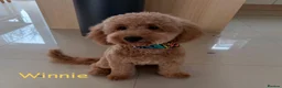 Mixed Breed dogs for sale: 🐾 Australian Double Doodle Puppies Expected 🐾 - Advert 3