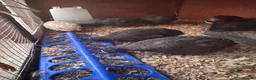 Quail poultry for sale: 5 girls male Japanese Dark Coturnix Quail  - Advert 8