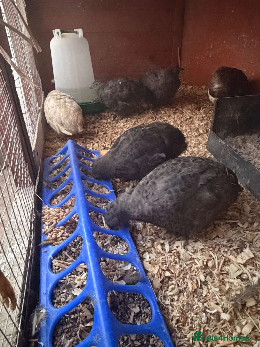 Quail poultry for sale: 5 girls male Japanese Dark Coturnix Quail  - Advert 8