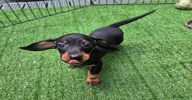 Miniature Dachshund dogs - Advert 7