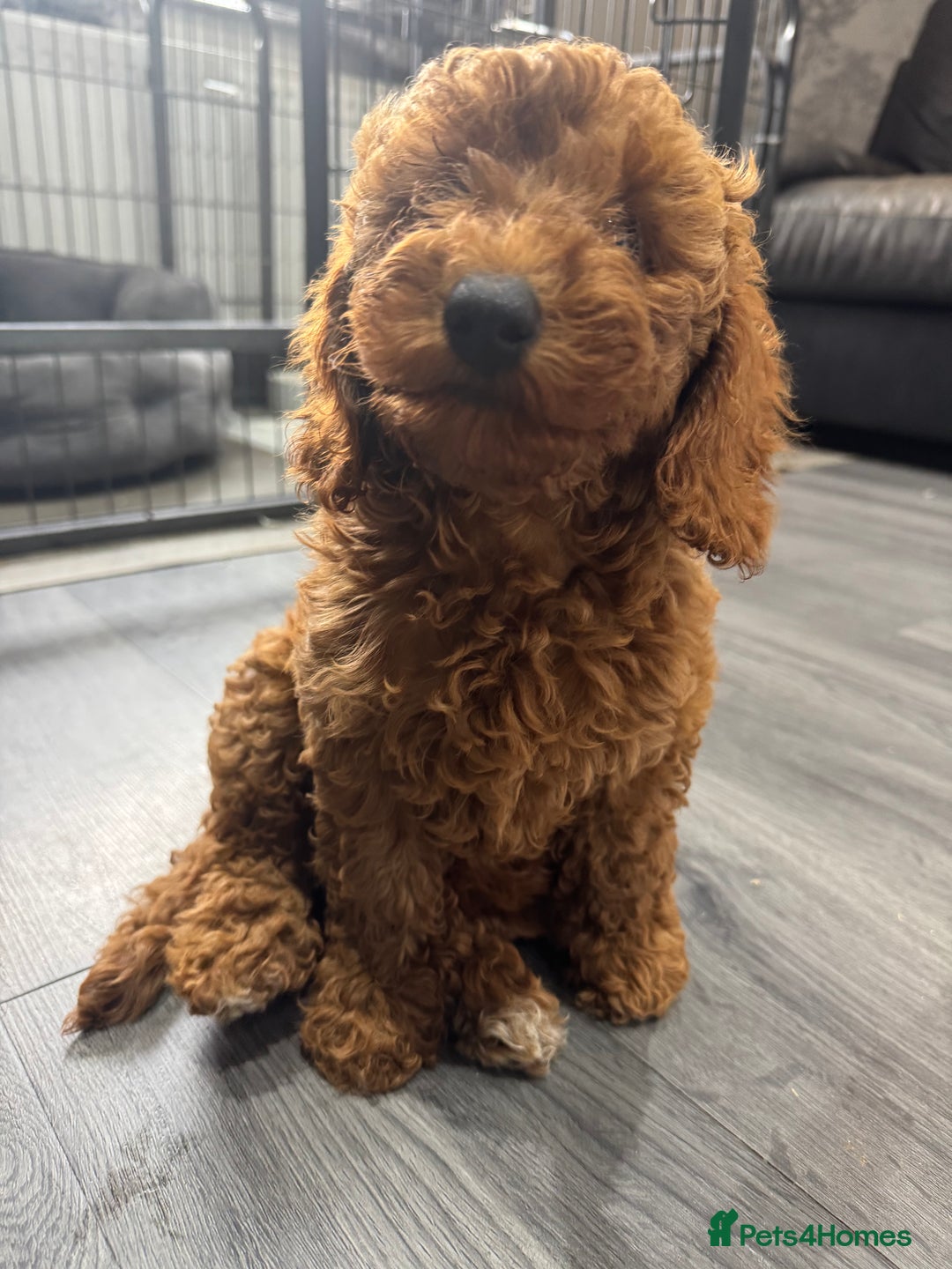 Miniature Poodle dogs for sale: Ready now KC reg health tested miniature poodle  - Image 5