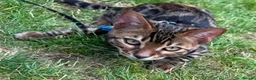 Bengal cats for sale: 2 Bengals Kittens Left ✨ in Southam - Advert 17