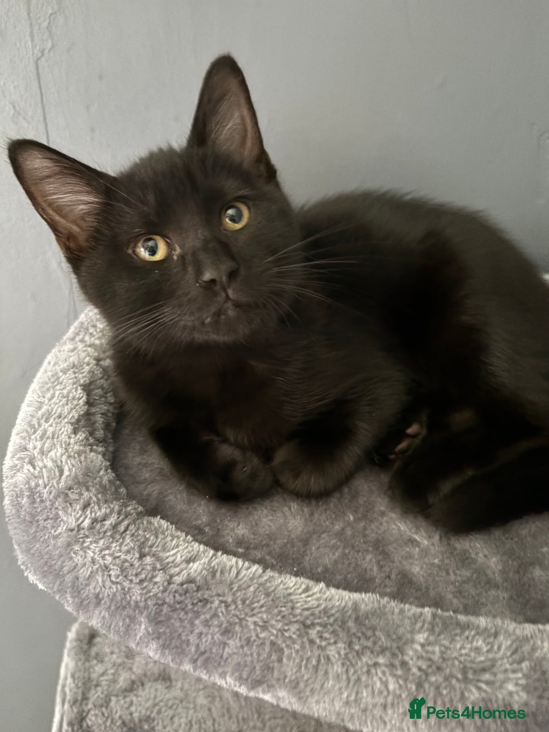 Bombay cats for sale: New home asap free  - Image 3