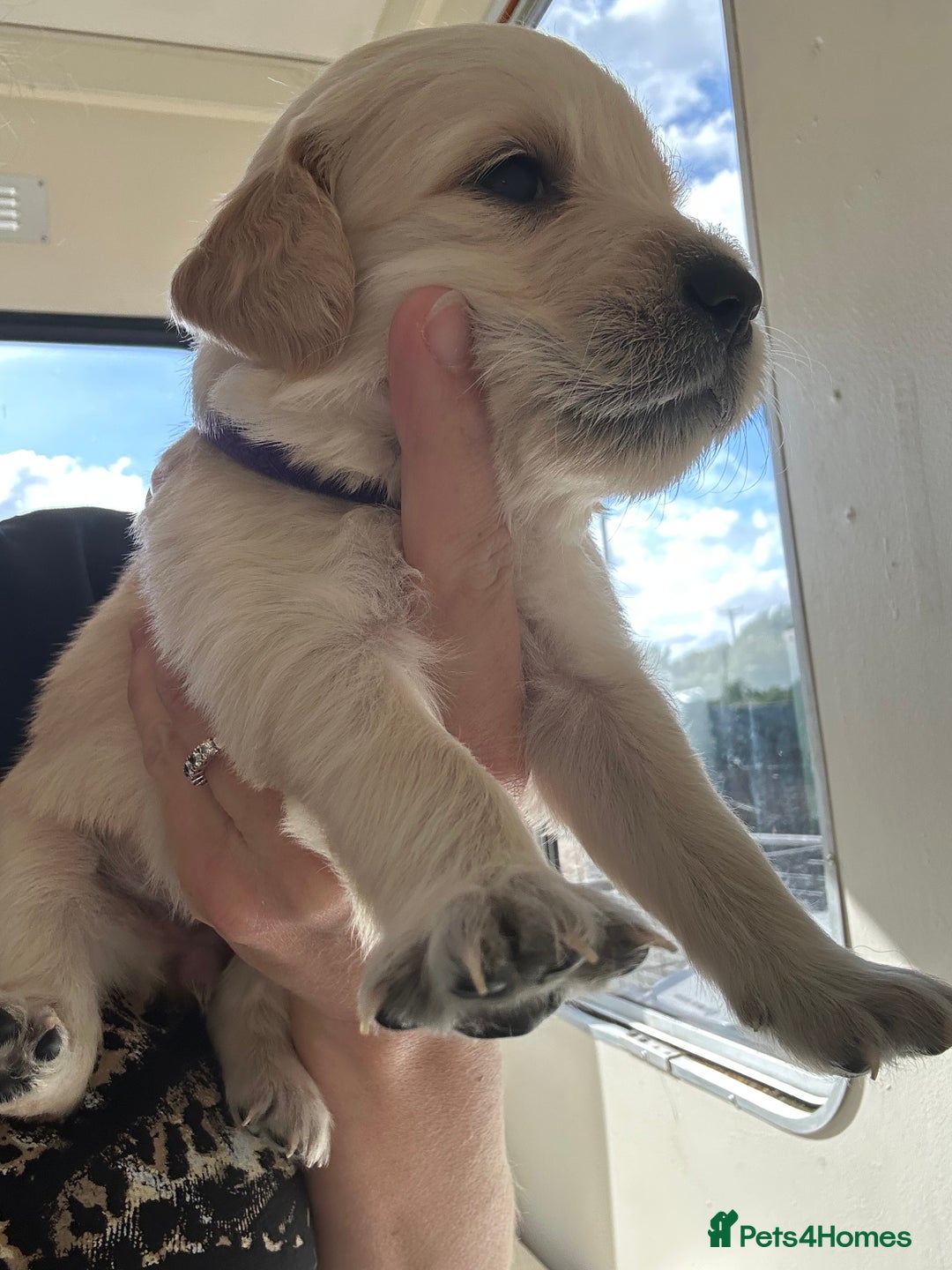Golden Retriever dogs for sale: Gorgeous golden retriever puppies for sale - Image 16