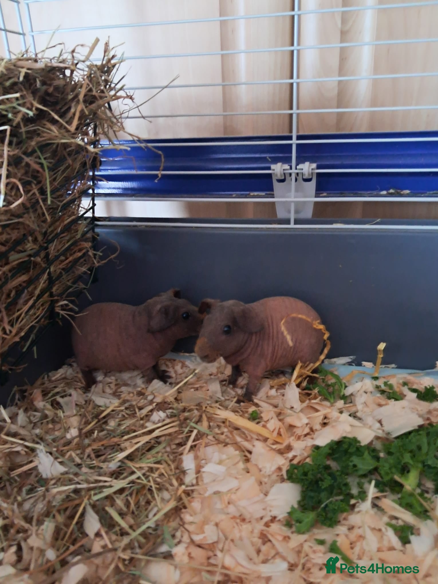 Guinea Pig rodents BEAUTIFUL SELECTION OF SKINNY PIG BOARS - Advert 2