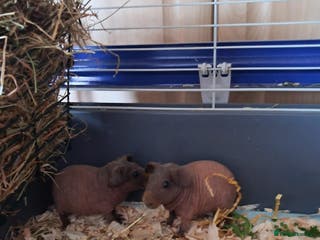 Guinea Pig rodents BEAUTIFUL SELECTION OF SKINNY PIG BOARS - Advert 7