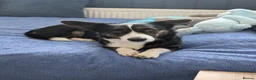 Welsh Corgi Cardigan dogs for sale: NO LITTER, JUST FEMALE CORGI - Advert 3