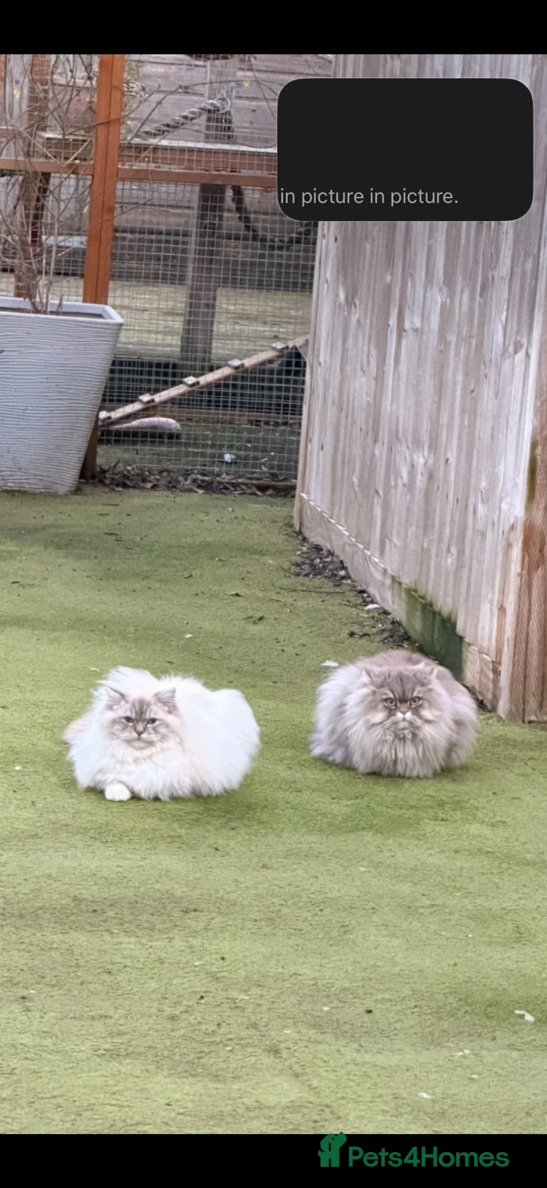 Persian cats for sale: 7 beautiful Persian x Ragdoll kittens - Advert 2