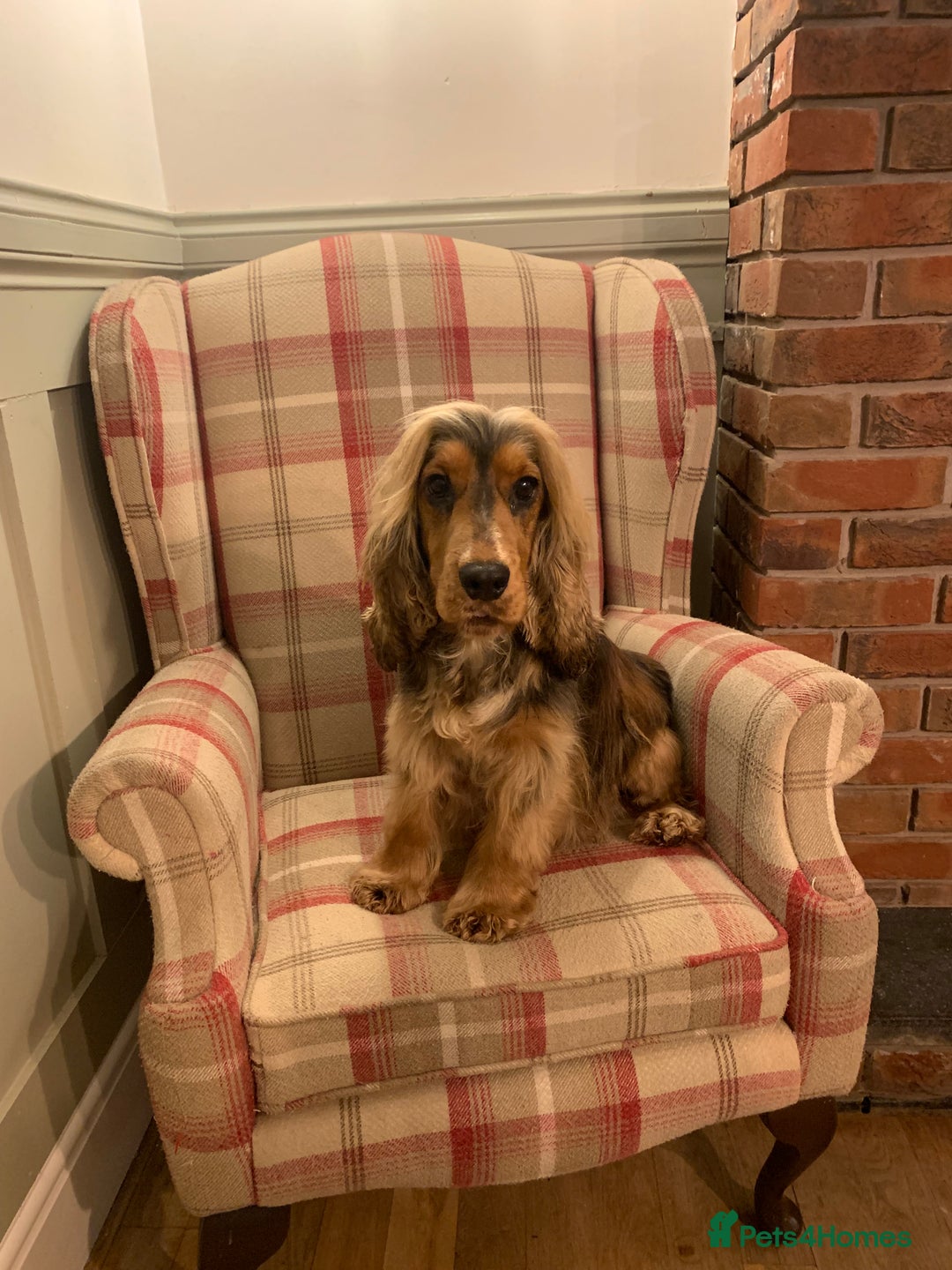 Cockapoo dogs for sale: Stunning F1 Cockapoos - Show H/Tested KC Parents!! - Advert 17