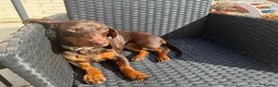 Dachshund dogs for sale: 7 month old puppy for sale - Advert 5