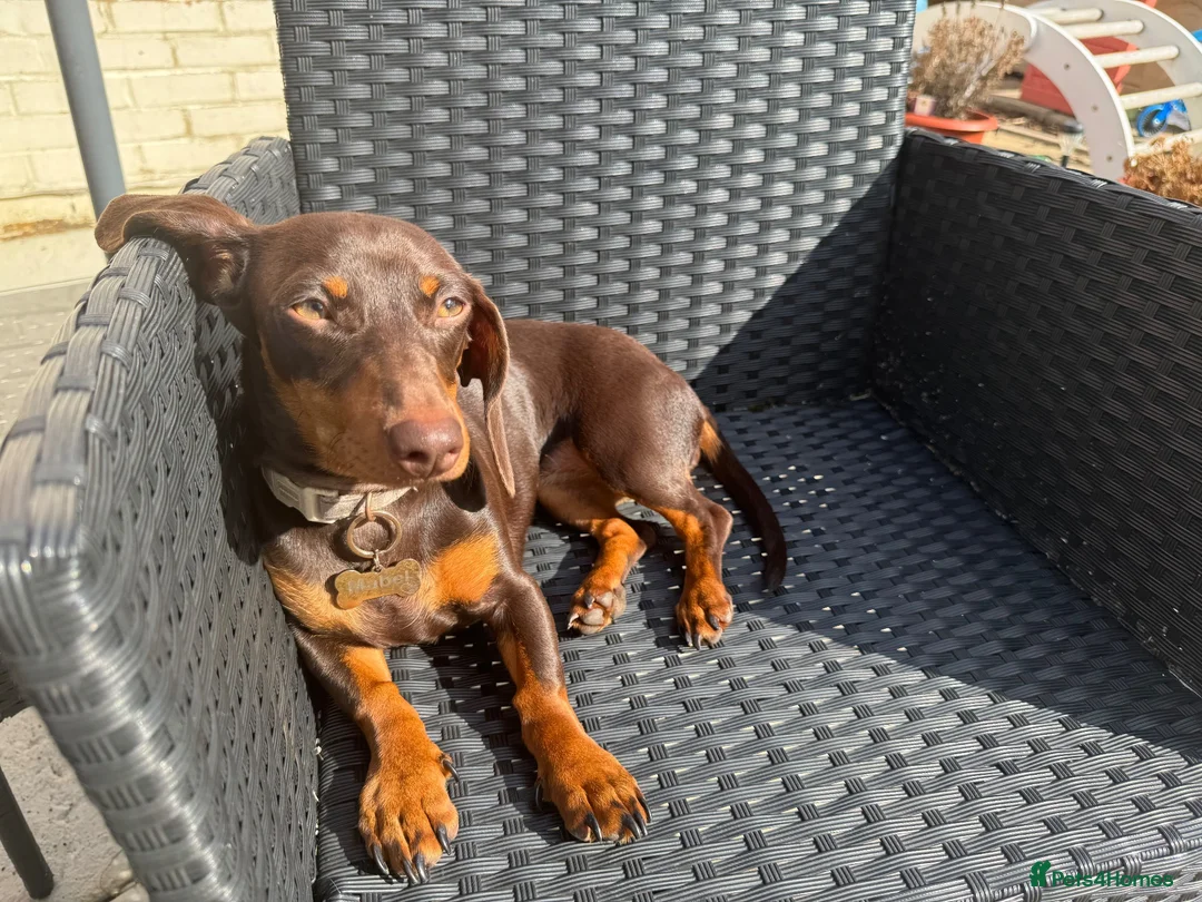 Dachshund dogs for sale: 7 month old puppy for sale - Advert 5