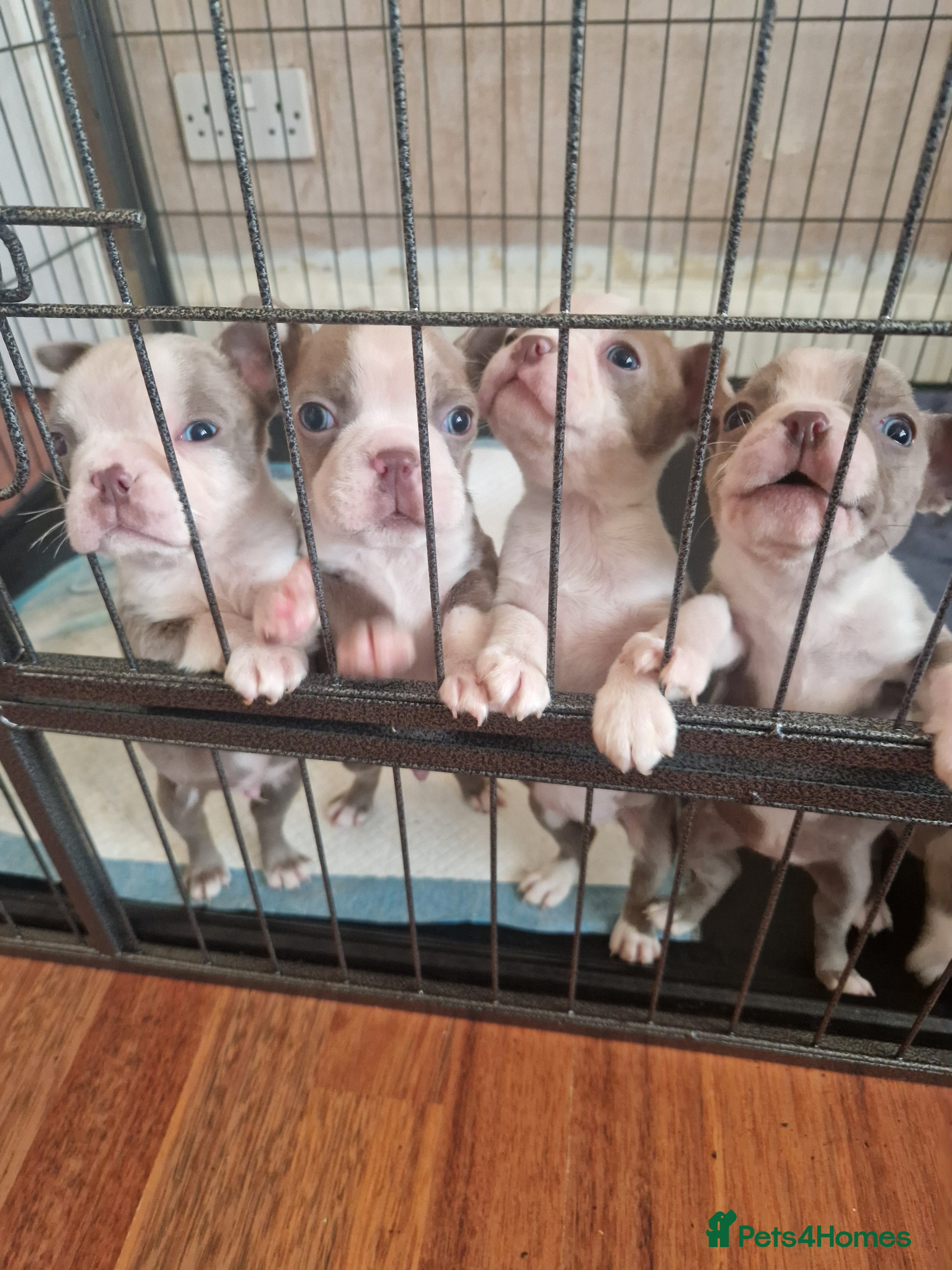 Boston Terrier dogs Beautiful Boston terrier puppies for sale  - Advert 5