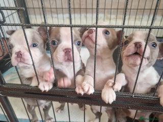 Boston Terrier dogs Beautiful Boston terrier puppies for sale - Advert 6