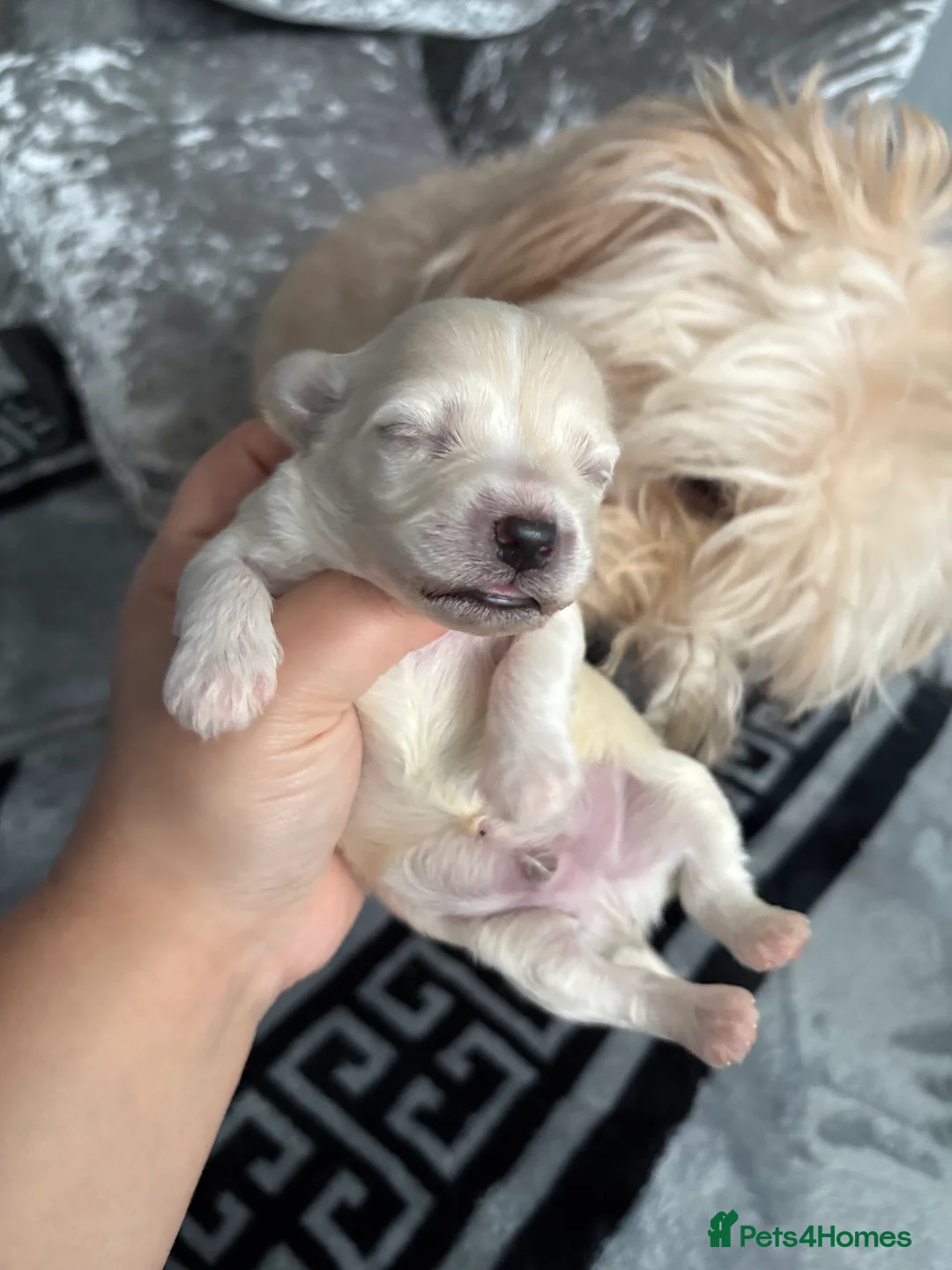Mixed Breed dogs for sale: Bichon x Maltese pups ALL HAVE BEEN RESERVED - Advert 4