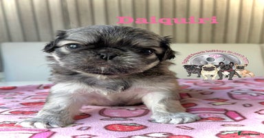 Pug dogs - Advert 13