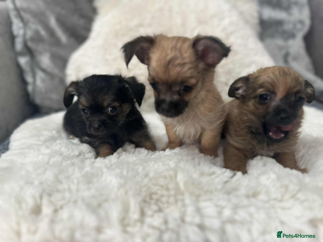 Chihuahua dogs for sale: chihuahua puppies - Image 1