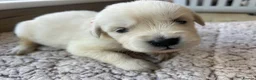 Golden Retriever dogs for sale: Health tested and KC-stunning golden retrievers  - Advert 10
