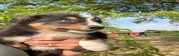 Border Collie dogs for sale: Beautiful Tri Border Collies looking for 5⭐️ homes - Advert 26