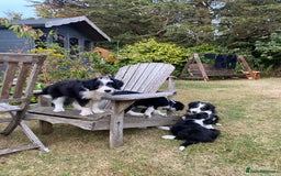 Mixed Breed dogs for sale: Collie mixed breed puppies - Image 16