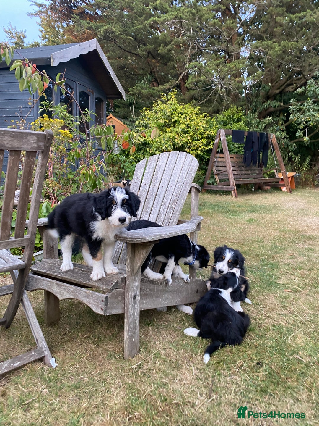 Mixed Breed dogs for sale: Collie mixed breed puppies - Image 16