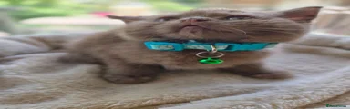 Cinnamon Boy (Turquoise Collar)