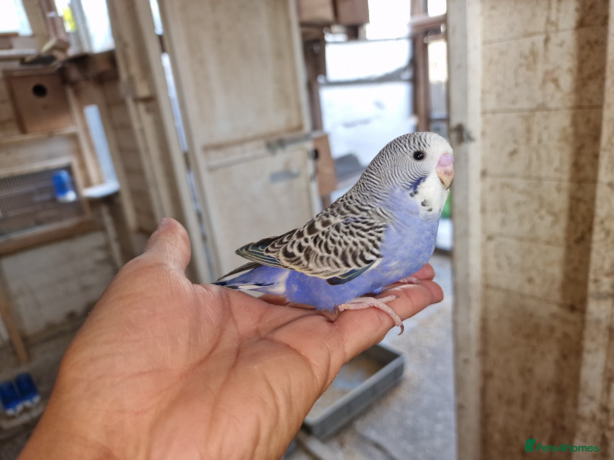 Budgerigars birds Super hand tamed baby budgies for sale  - Advert 1