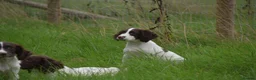 English Springer Spaniel dogs for sale: Working English springer spaniels  - Advert 4