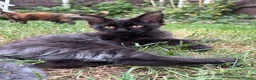 Maine Coon cats for sale: 2 girls remaining, stunning colours - Advert 11
