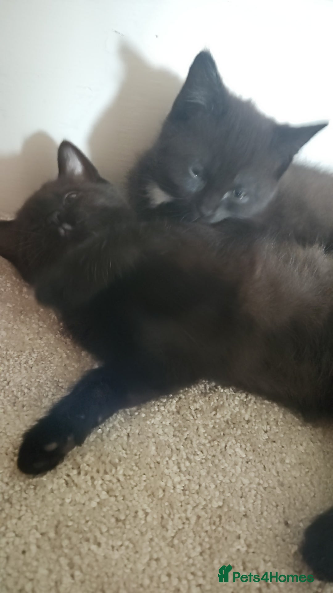 Mixed Breed cats for sale: Stunning Bengal x British Shorthair Kittens - Advert 7