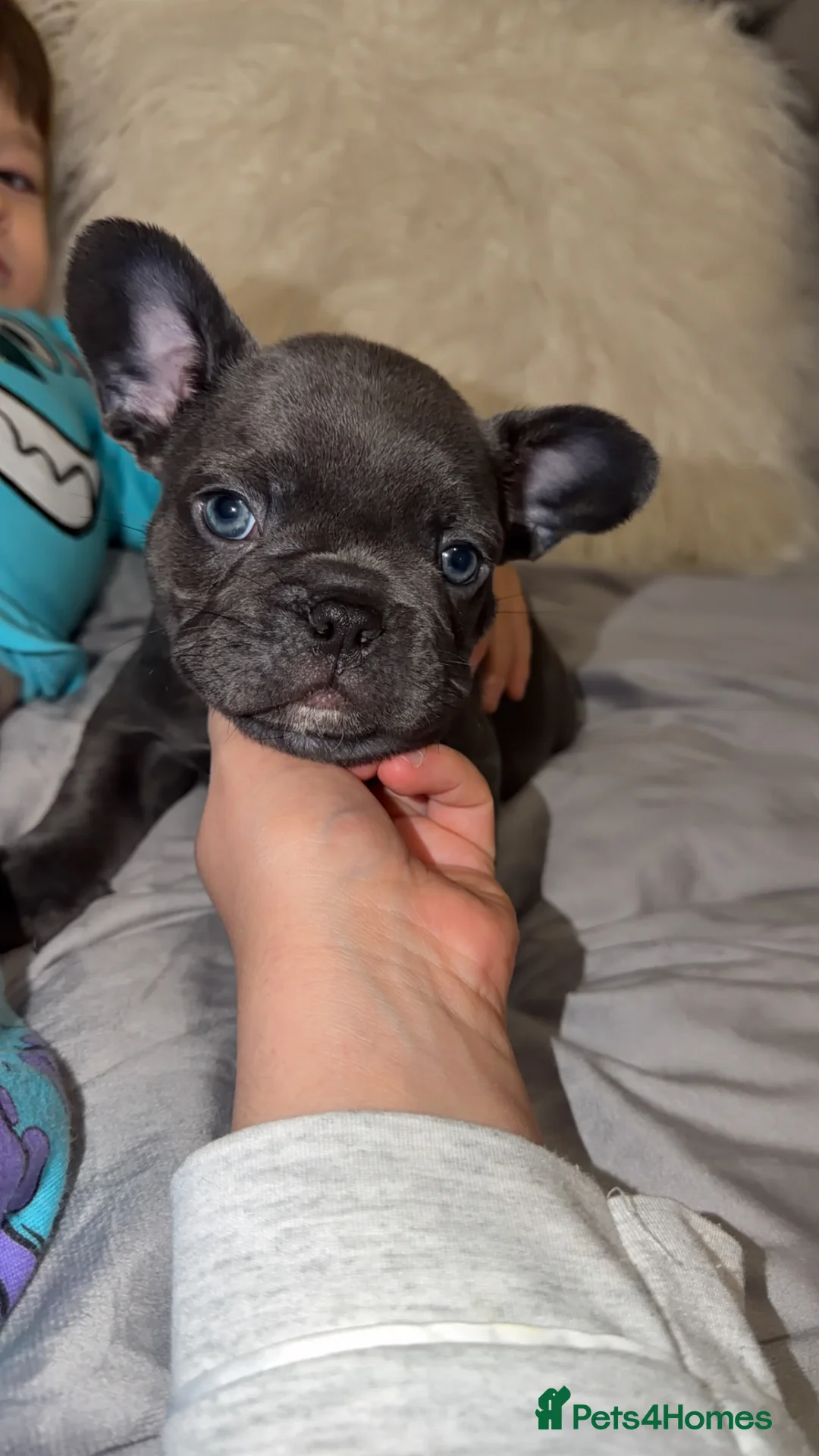 French Bulldog dogs for sale: Gorgeous Lilac, Pink Isabella, & Blue Frenchies - Advert 26