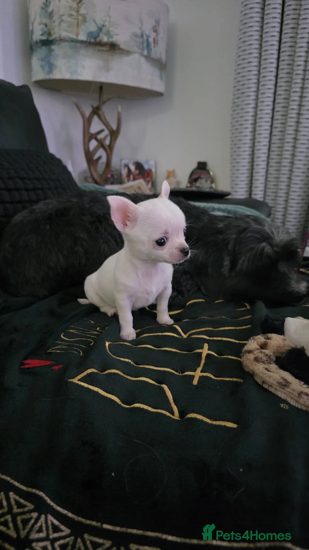 Chihuahua dogs for sale: AppleHead Chihuahua  - Advert 1