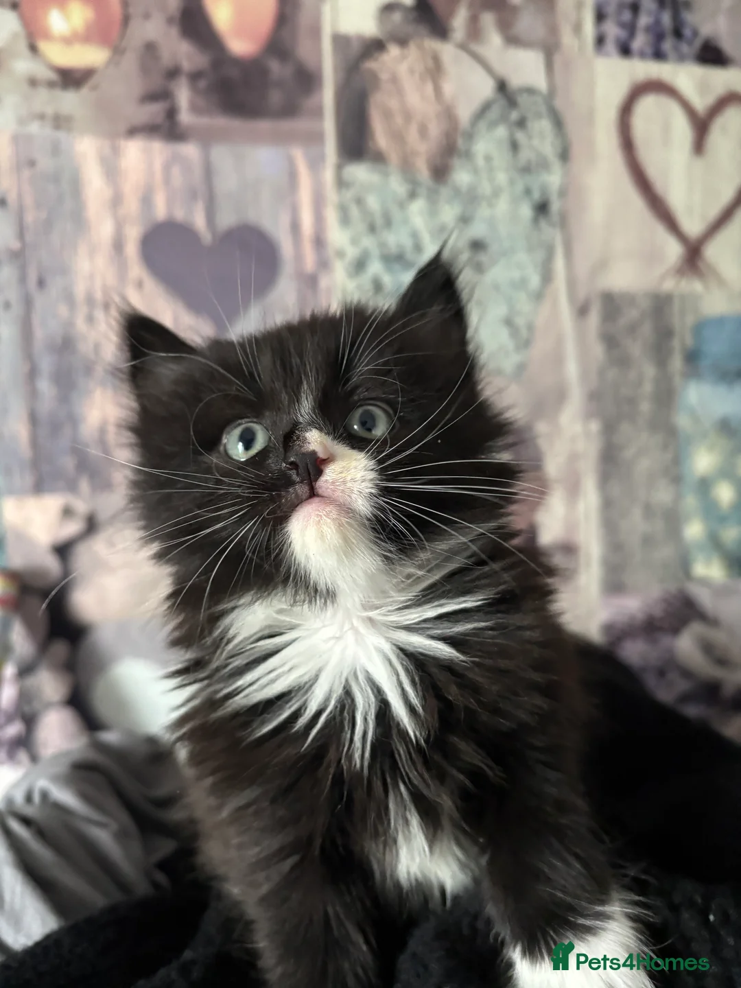 Mixed Breed cats for sale: Beautiful kittens  - Advert 3