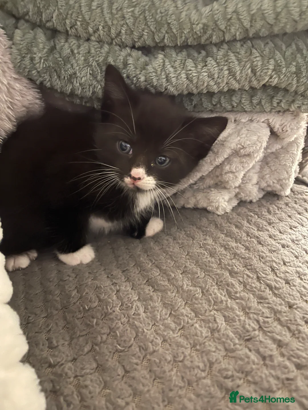 Mixed Breed cats for sale: Beautiful female black and white/tuxedo kitten - Advert 1