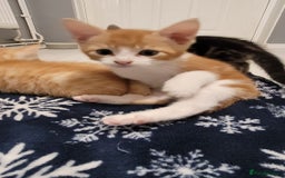 Mixed Breed cats for sale: Gorgeous mixed breed kittens for sale  - Image 7