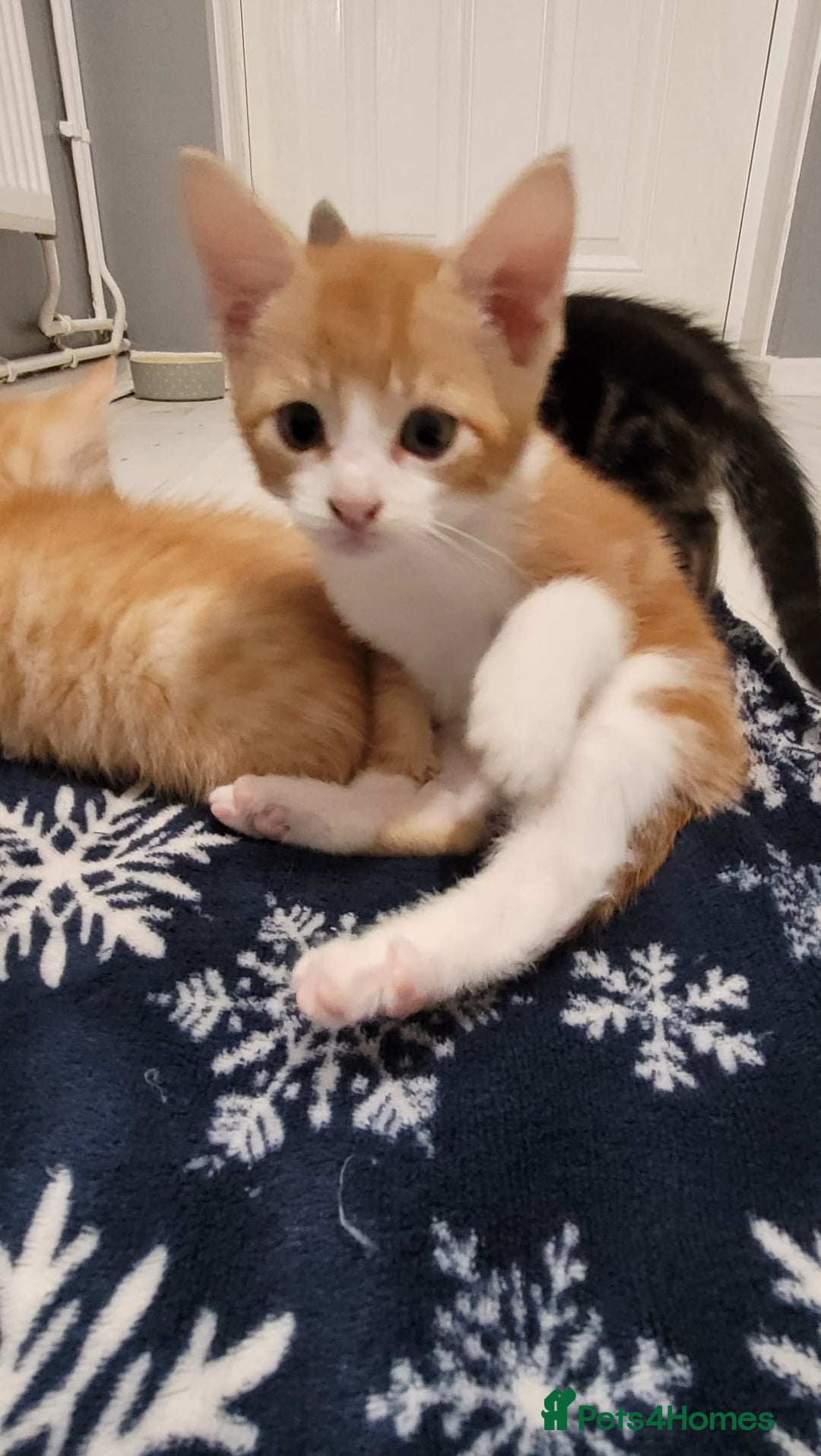 Mixed Breed cats for sale: Gorgeous mixed breed kittens for sale  - Image 7